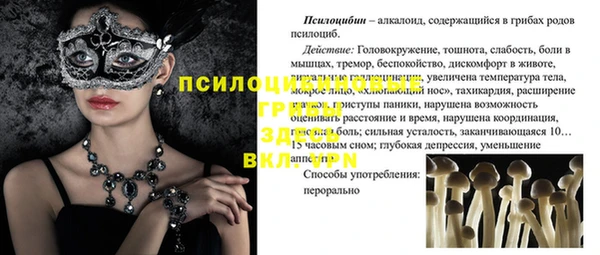 шишки Няндома