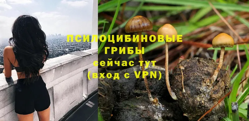 hydra ONION  Пугачёв  Галлюциногенные грибы Psilocybe 